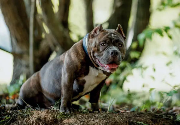 Why Are American Bullies’ Ears Cropped?