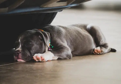 7 Behaviors to Look Out for in a New American Bully Puppy