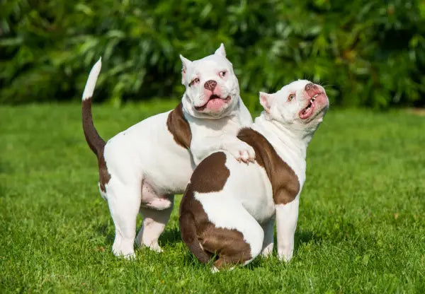 Mental Stimulation: Keeping Your American Bully’s Mind Sharp