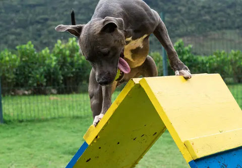 10 Fun Games to Play With Your American Bully This Summer