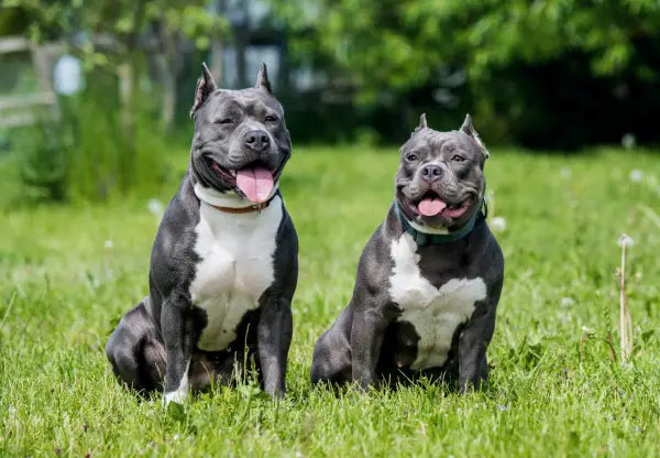 Blue nose hot sale pitbull american bully