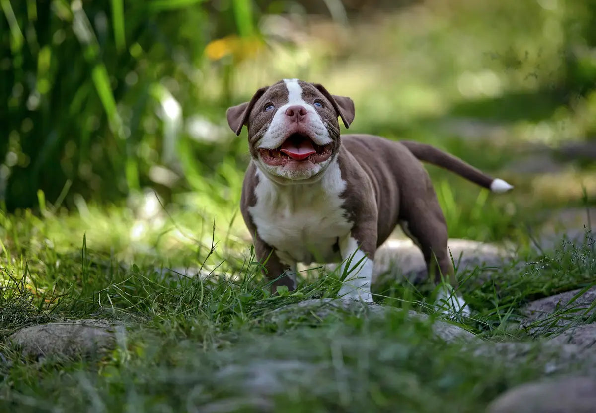 Understanding the Genetics Behind American Bully Coat Colors