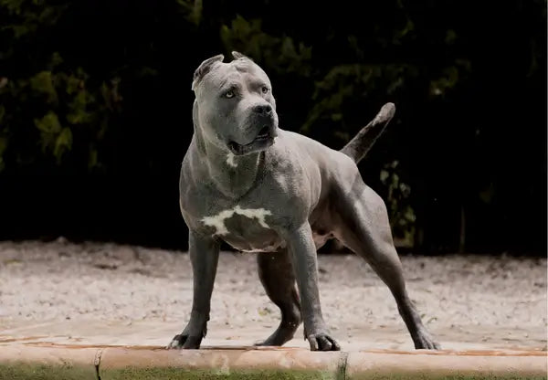 American Bully Costs