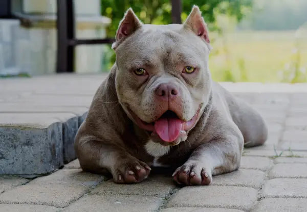 Grooming and Coat Care for American Bullies: Tips for