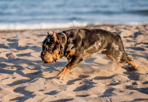 Dive into Safety: Pool Safety Tips for Your American Bully