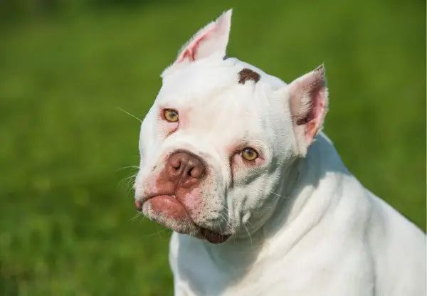 Seasonal Allergies in American Bullies: Prevention and Care