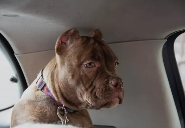 Traveling with Your American Bully: Tips for Safe Adventures
