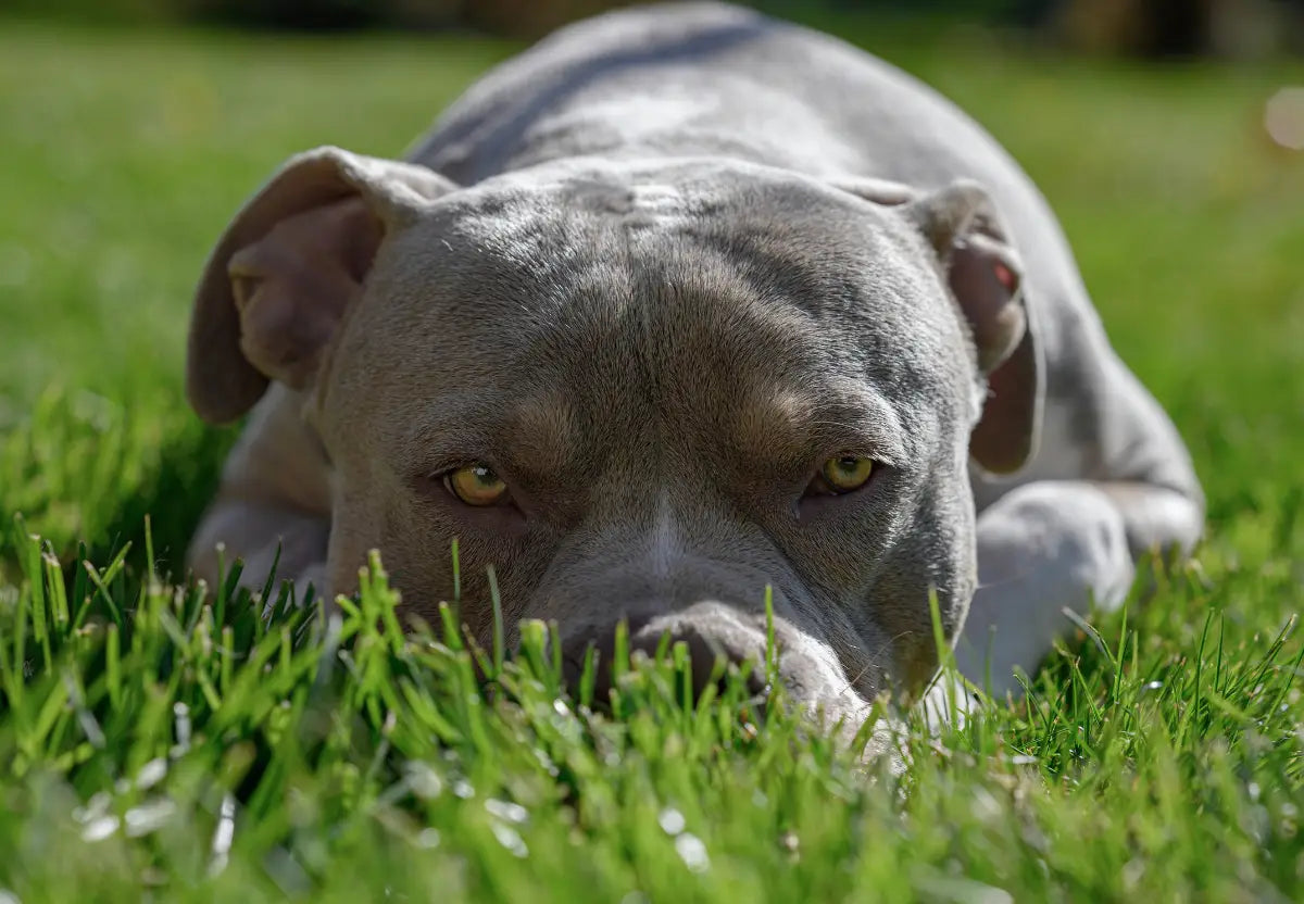 Seasonal Allergies in American Bullies: Prevention and Care