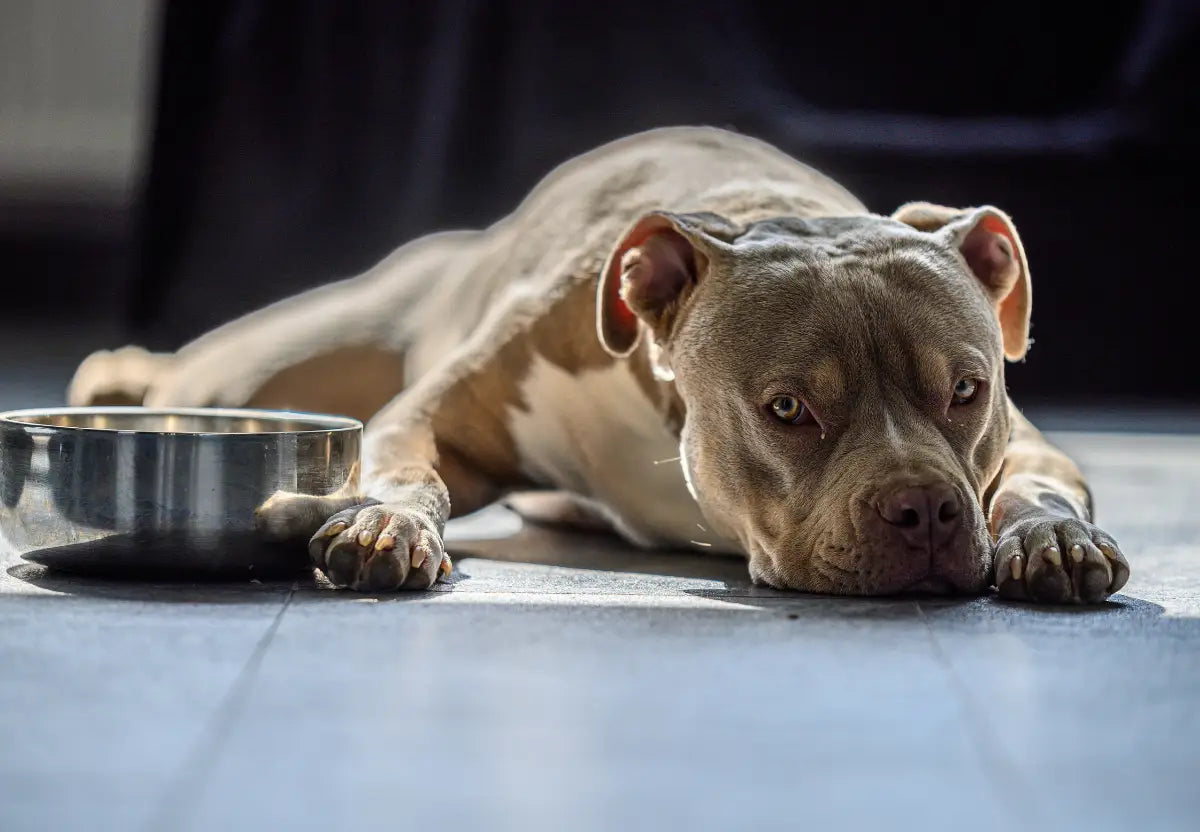 Nutrition Plans Tailored for American Bullies