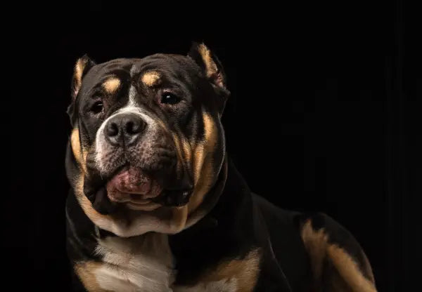 American Bullies: Good Or Bad For First Time Owners?