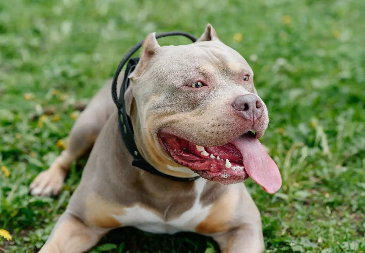 Tech Gadgets for Tracking Your Bully’s Adventures