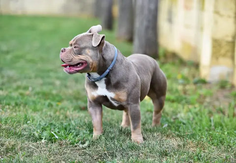 Healthy Ingredients to Look for in Your American Bully’s