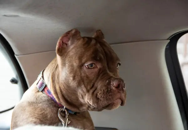 Traveling with Your American Bully: Tips for a Smooth