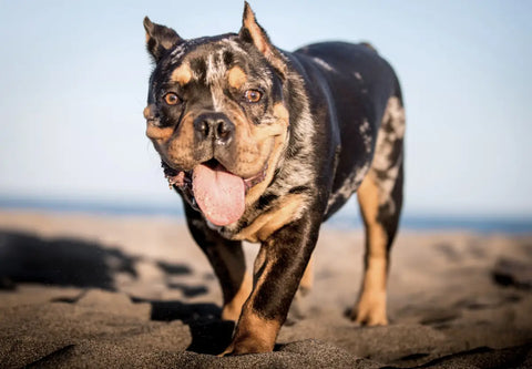 Tips for a Beach Day with Your American Bully Dog