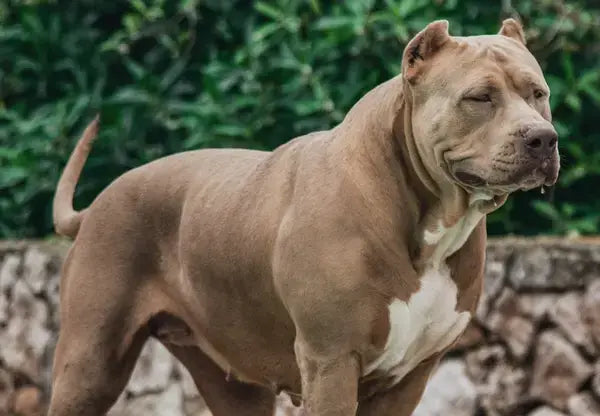 American Bully Costs