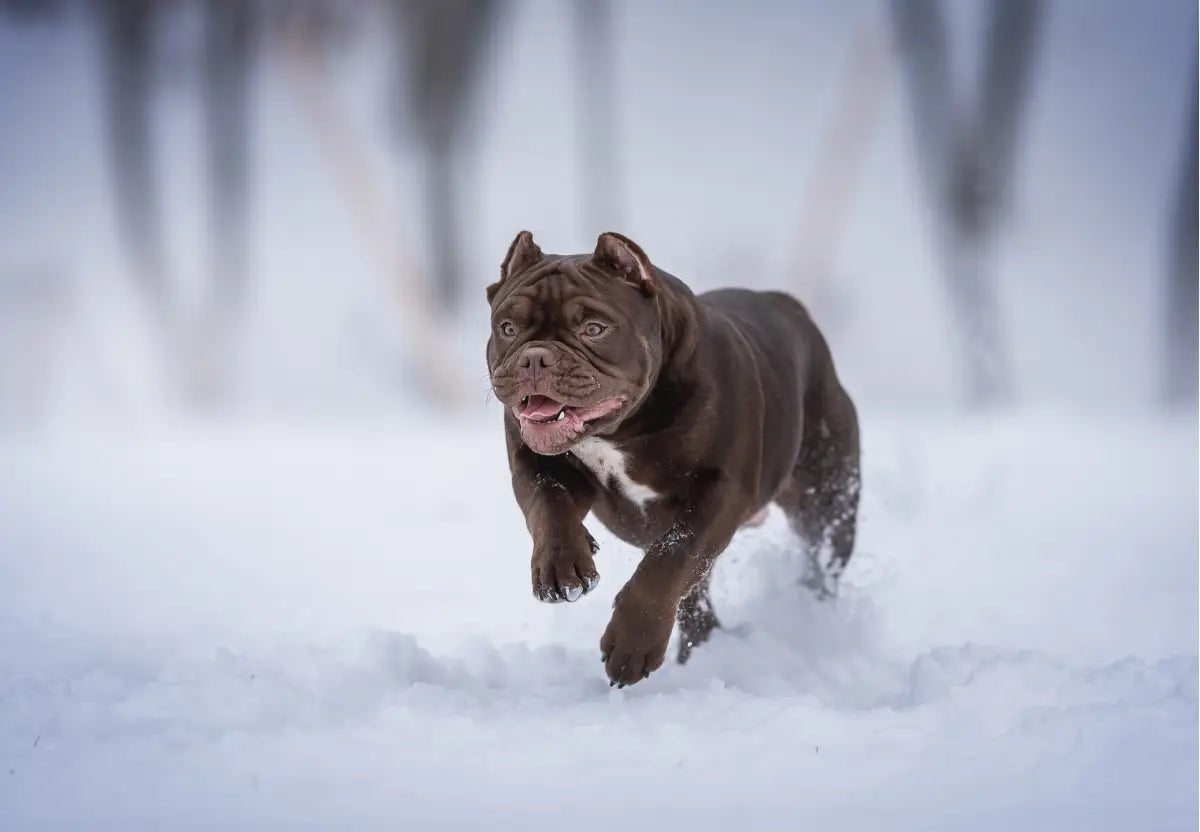 The Impact of Climate on American Bully Health