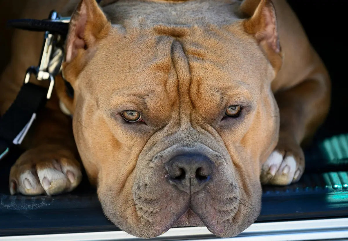 Senior Bully Wellness: Nutrition Tweaks for Aging with Grace