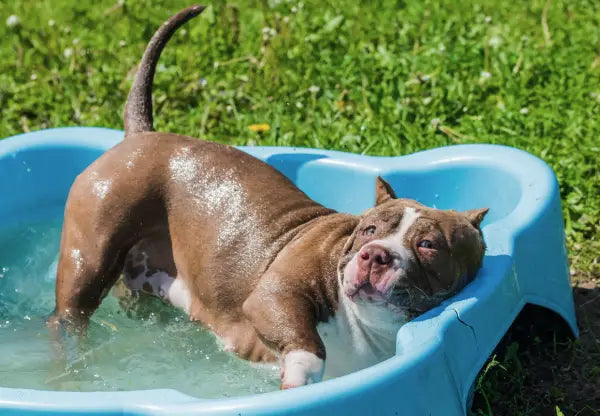 From Puppy to Pro: Training American Bullies for Dock