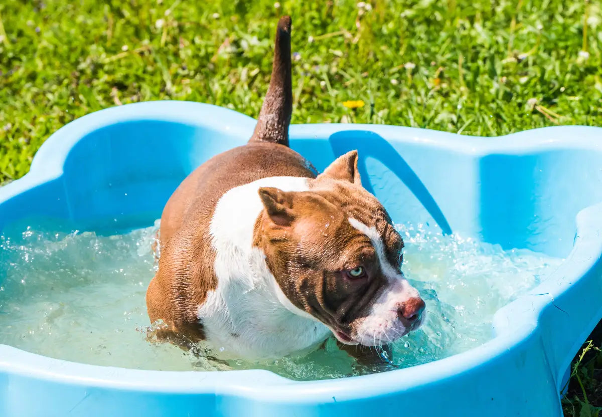 From Puppy to Pro: Training American Bullies for Dock