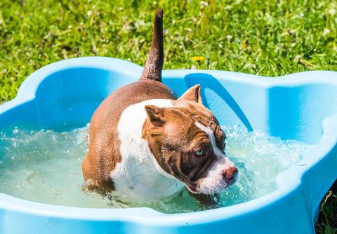 Dive into Safety: Pool Safety Tips for Your American Bully