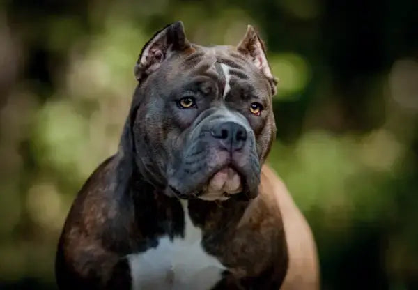 American Bully Colors