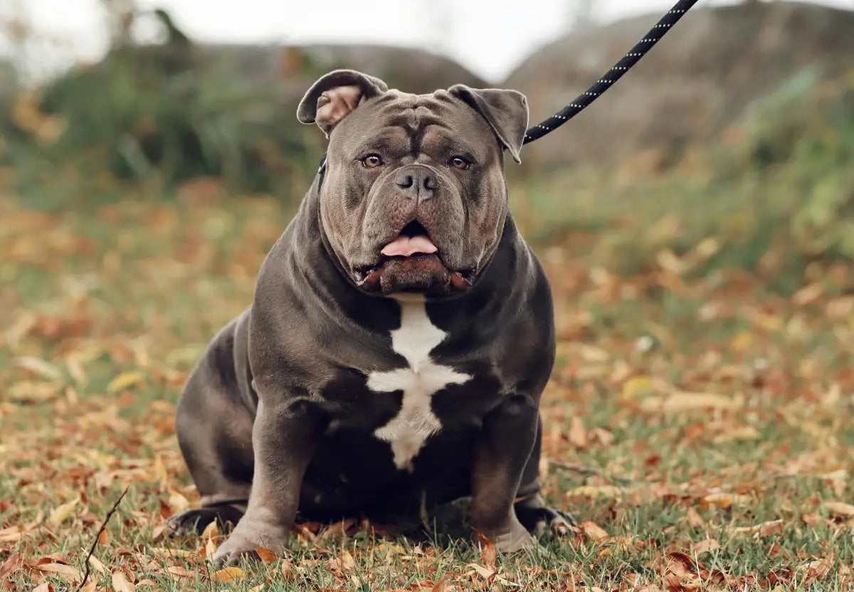 Senior Bully Wellness: Nutrition Tweaks for Aging with Grace