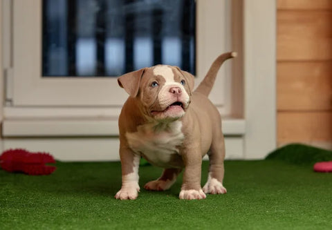 How to Introduce a New American Bully Puppy to the Family: