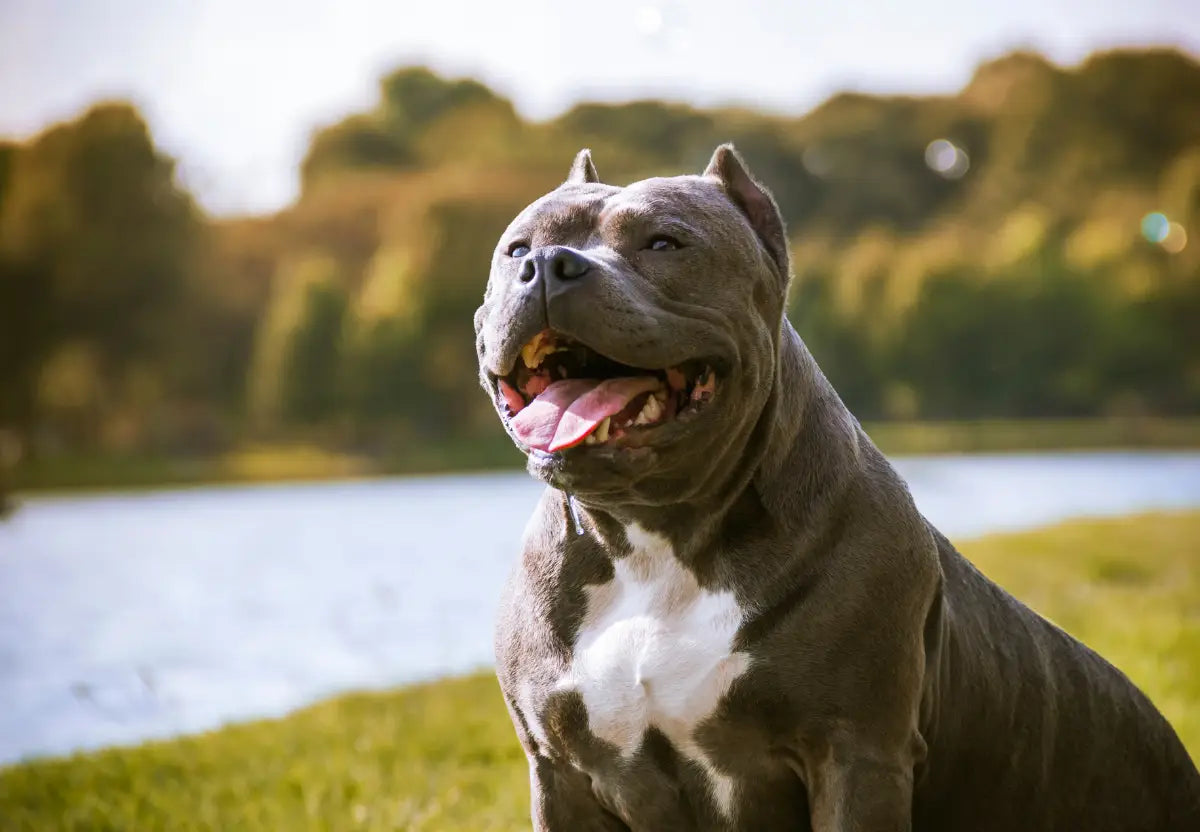 Debunking American Bully Myths: Separating Fact from Fiction