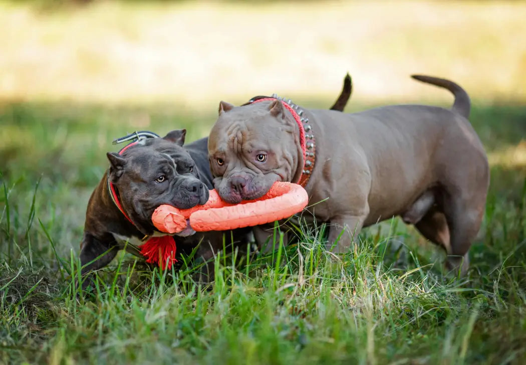 DIY Sensory Toys for American Bullies: Boost Mental