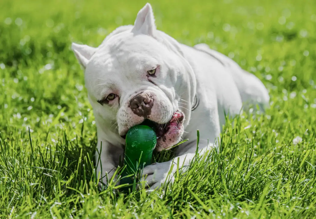 DIY Sensory Toys for American Bullies: Boost Mental
