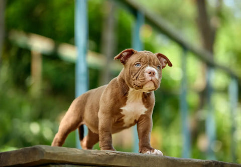 How to Introduce a New American Bully Puppy to the Family: