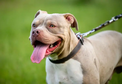 5 Rainy Day Walking Essentials For Your American Bully