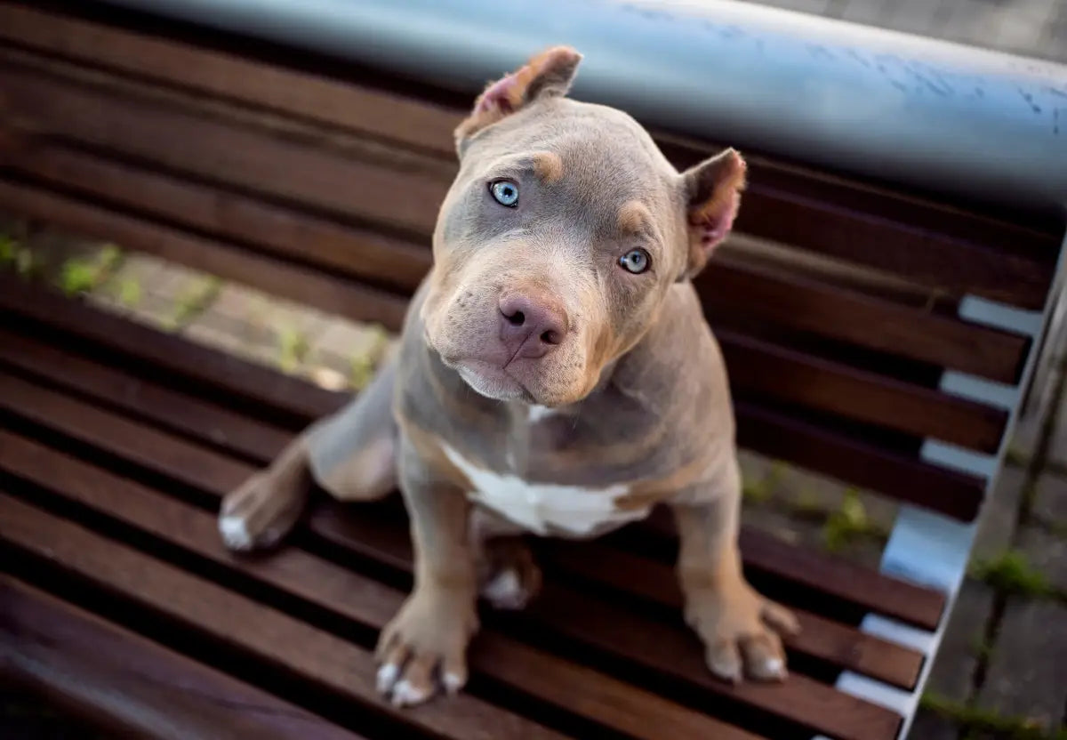 Debunking Myths: The Truth About American Bully Temperament