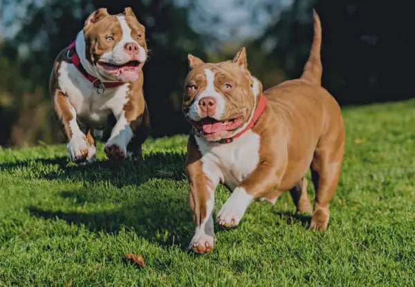 Get Your Bully Ready For Warm Weather