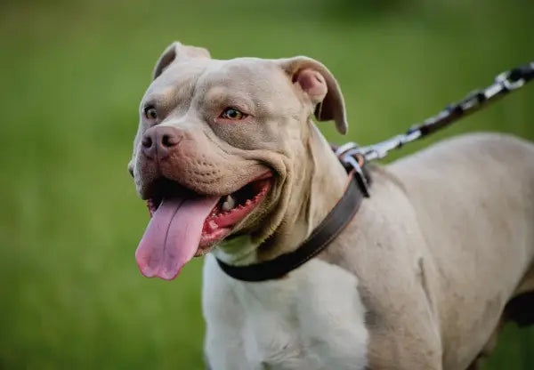 American bully service deals dog