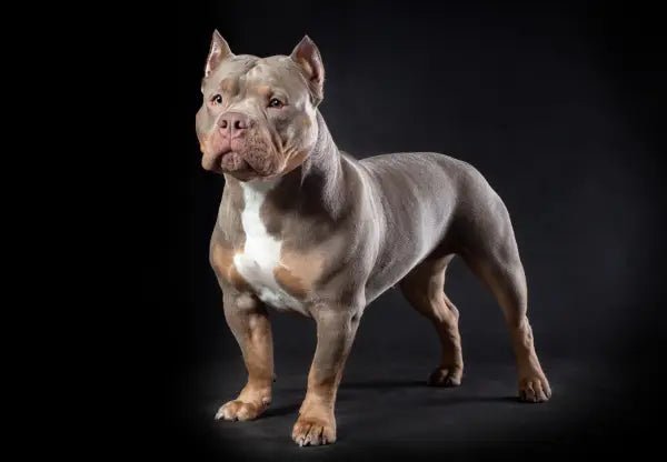 American Bully Tri Color: What colors are the most popular?! 