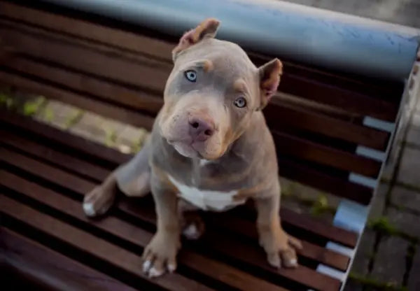 The American Bully: A Docile And Friendly Breed