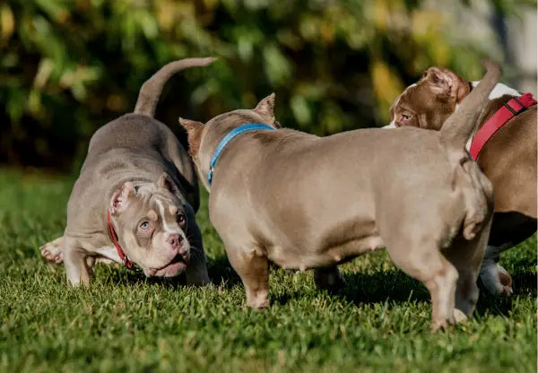 Training Tips and Techniques for American Bullies