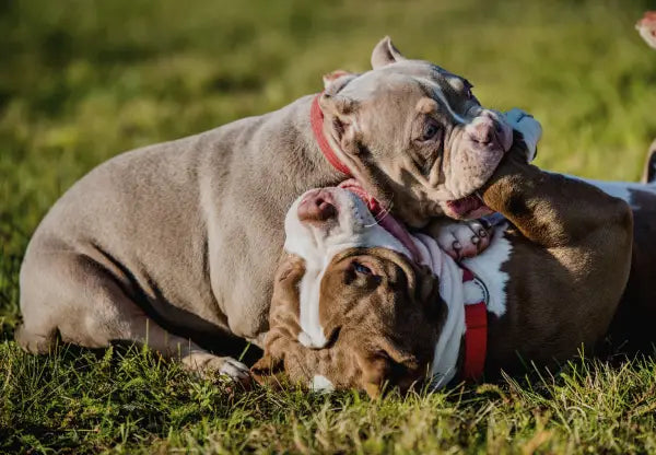 Training Tips and Techniques for American Bullies
