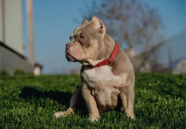 The Truth About American Bully Size: How Big Do They Really