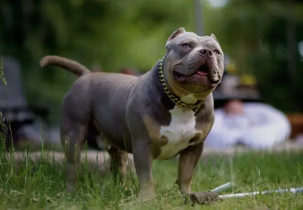 The Truth About American Bully Size: How Big Do They Really