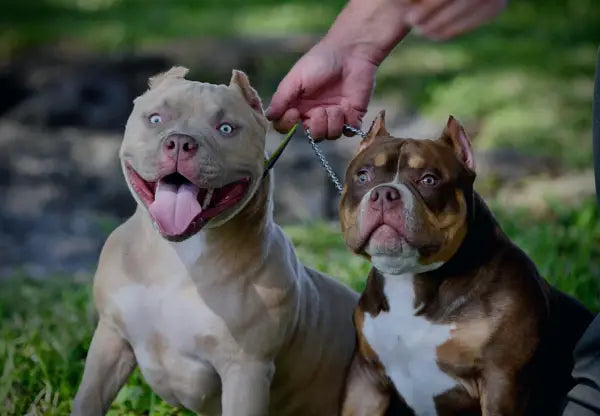 The American Bully: A Docile And Friendly Breed