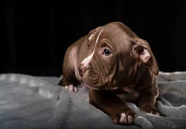 What is the Lifespan of an American Bully?
