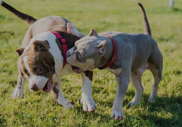 Get Your Bully Ready For Warm Weather