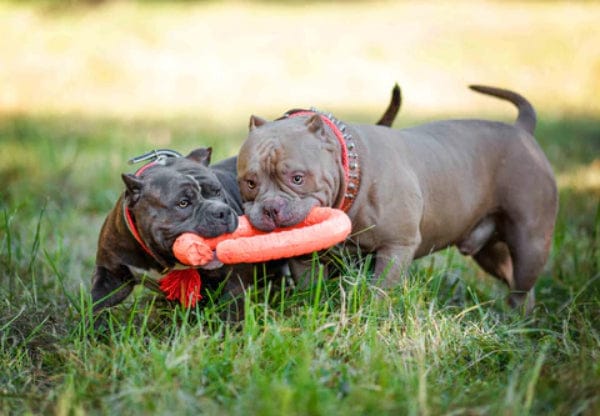 The “Cost” of an American Bully Dog