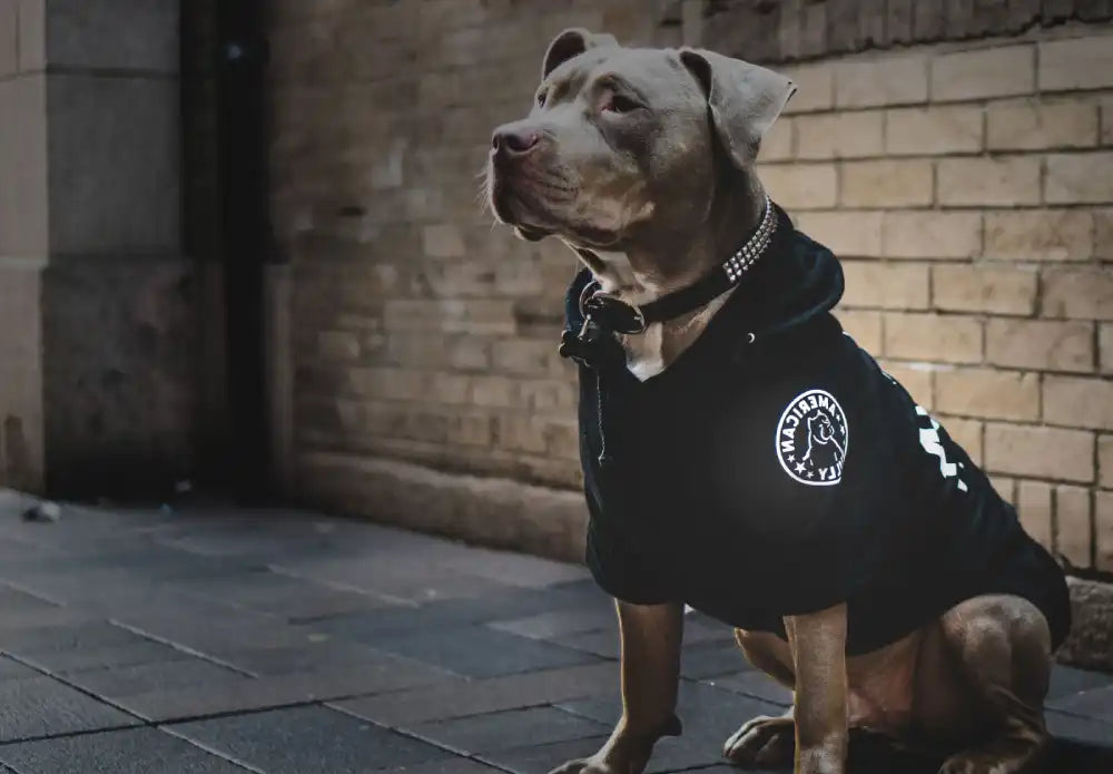 Dog wearing a black hoodie.