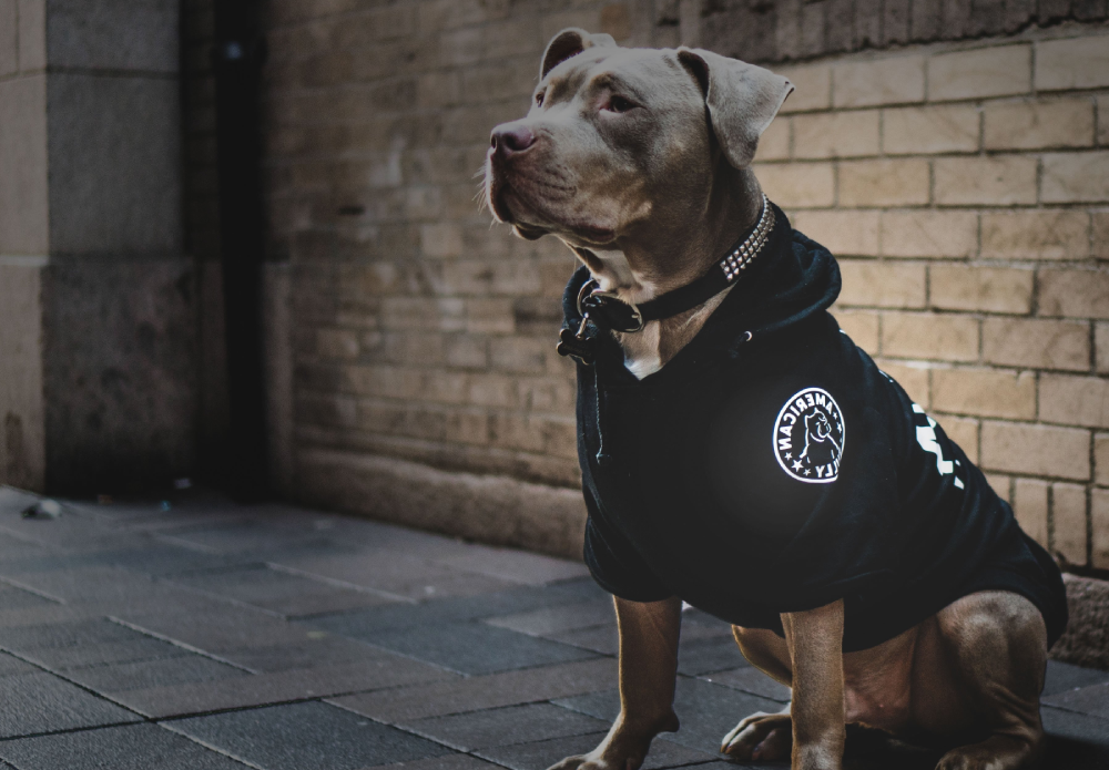 American Bully Pet Apparel   Official Site