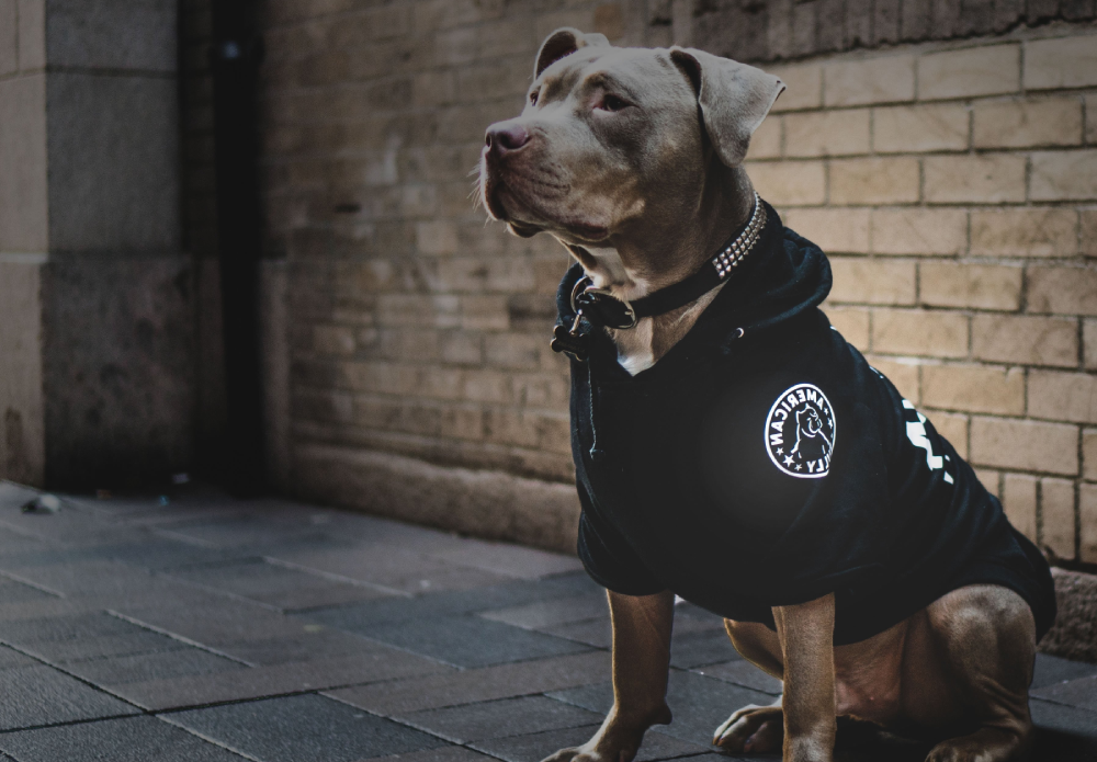 Dog clothes for american bully best sale